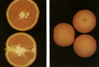 �eker Portakal.....